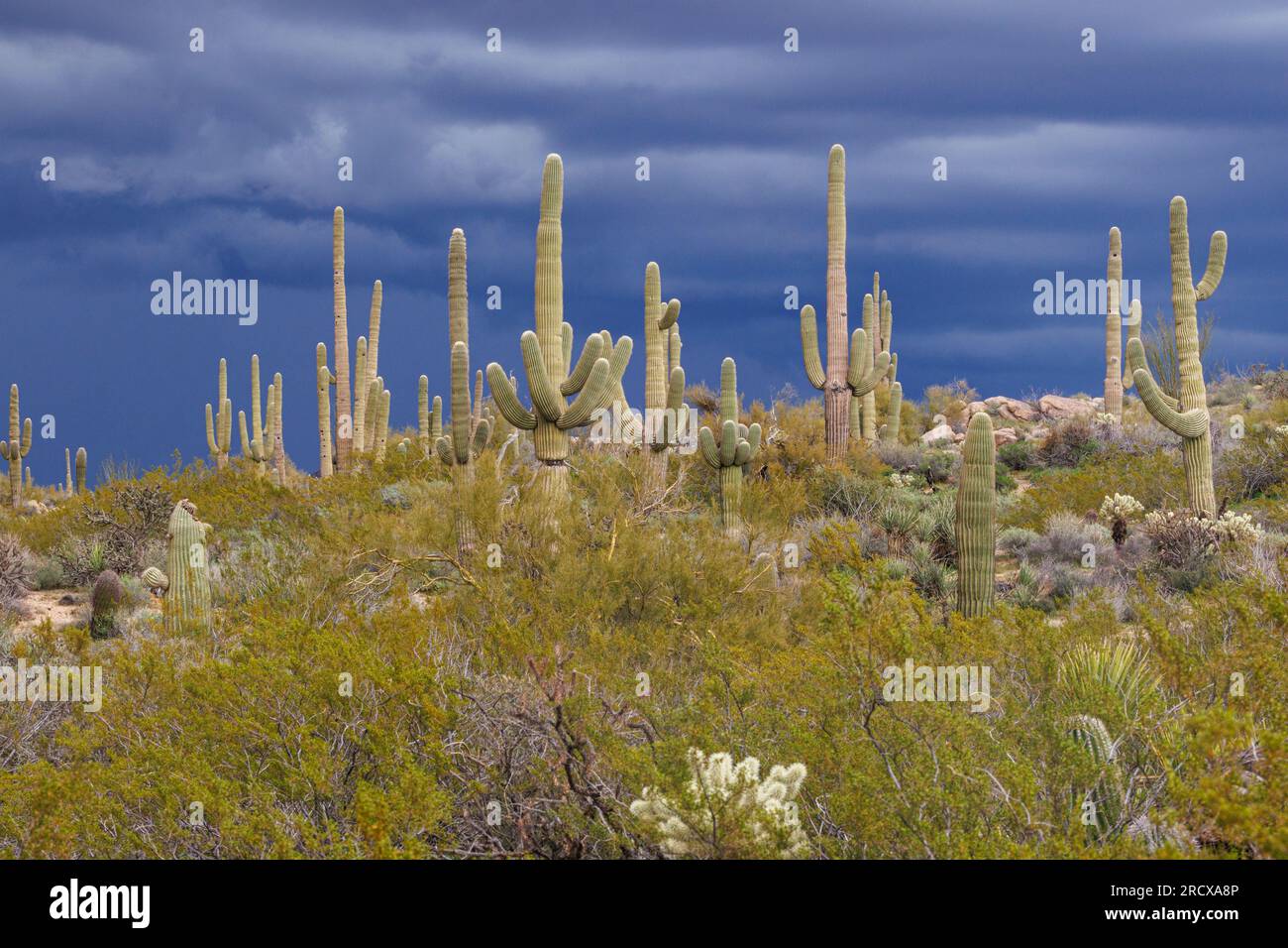 saguaro-Kakteen (Carnegiea gigantea, cereus giganteus), zahlreiche saguaro-Kakteen vor einer sich nähernden Gewitterfront, USA, Arizona, Browns Stockfoto