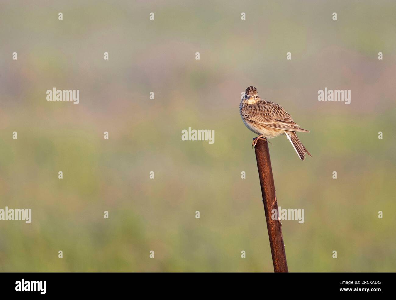 Eurasische Himmelslarche (Alauda arvensis), auf Aussichtsplattform in kleinen Ackerflächen, Niederlande, Südholland Stockfoto