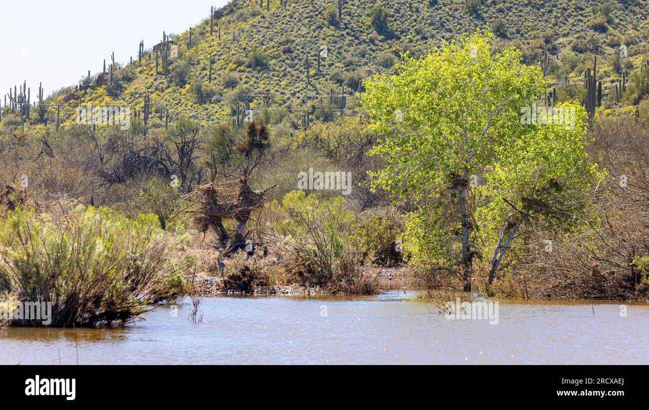 Hochwasserspuren in den Bäumen nach der Nothilfe des Barlett Reservoirs nach starken Regenfällen, USA, Arizona, Verde River, Phoenix Stockfoto