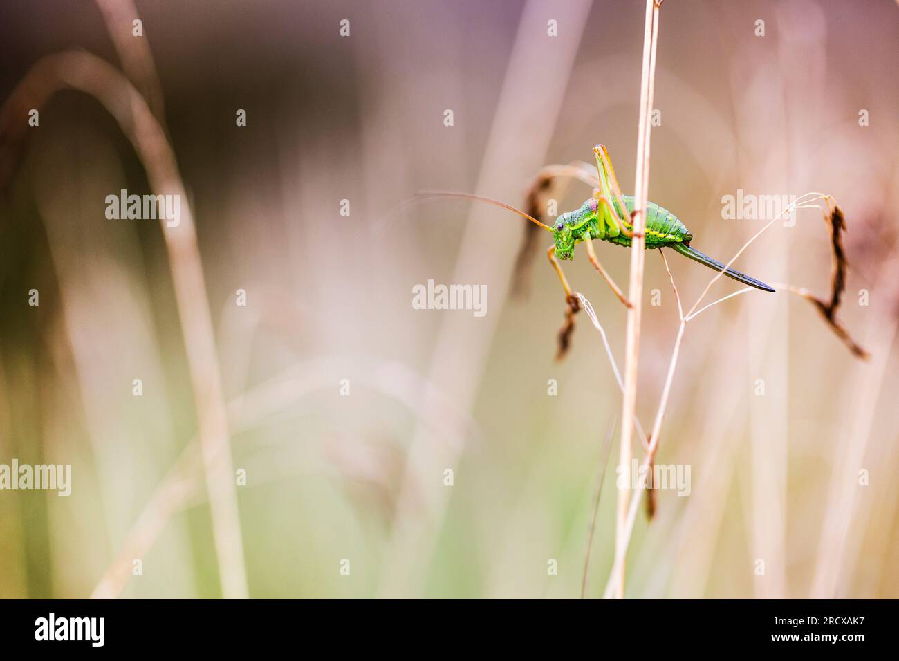 Westliche Saddle-Bush-Cricket, Sattelbusch-Cricket (Ephippiger diurnus), Weibchen im Gras, Niederlande, Gelderland Stockfoto
