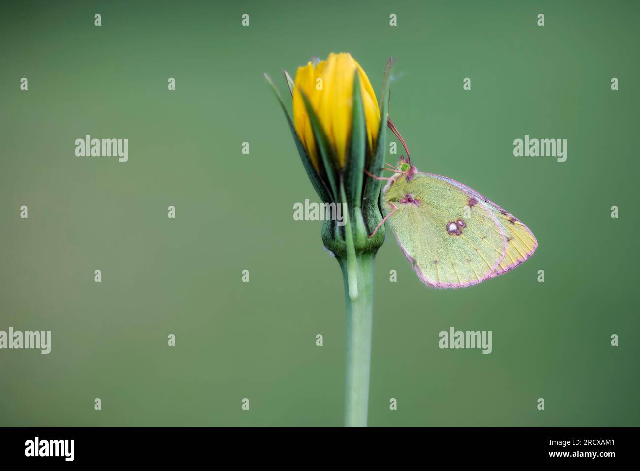 Blass bewölkt Gelb (Colias hyale), im Jack-go-to-bed-at-Lunch, Seitenblick, Frankreich Stockfoto