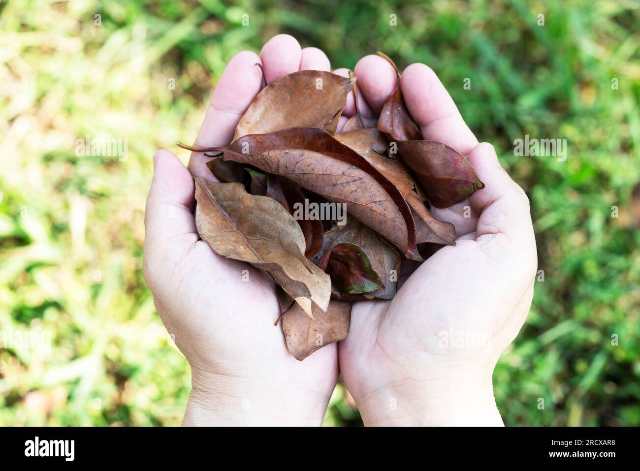 Trockenes Blatt in der menschlichen Hand für Multikonzept und Hintergrund Stockfoto