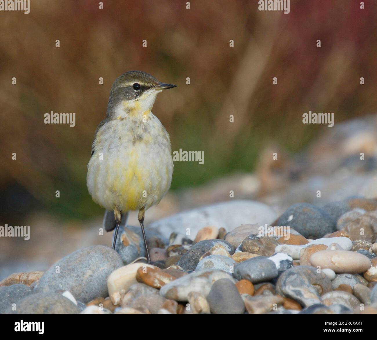 Östlicher Gelbschwanz (Motacilla tschutschensis tschutschensis, Motacilla tschutschensis), erster Winter im Spätherbst, Vereinigtes Königreich, England, Stockfoto