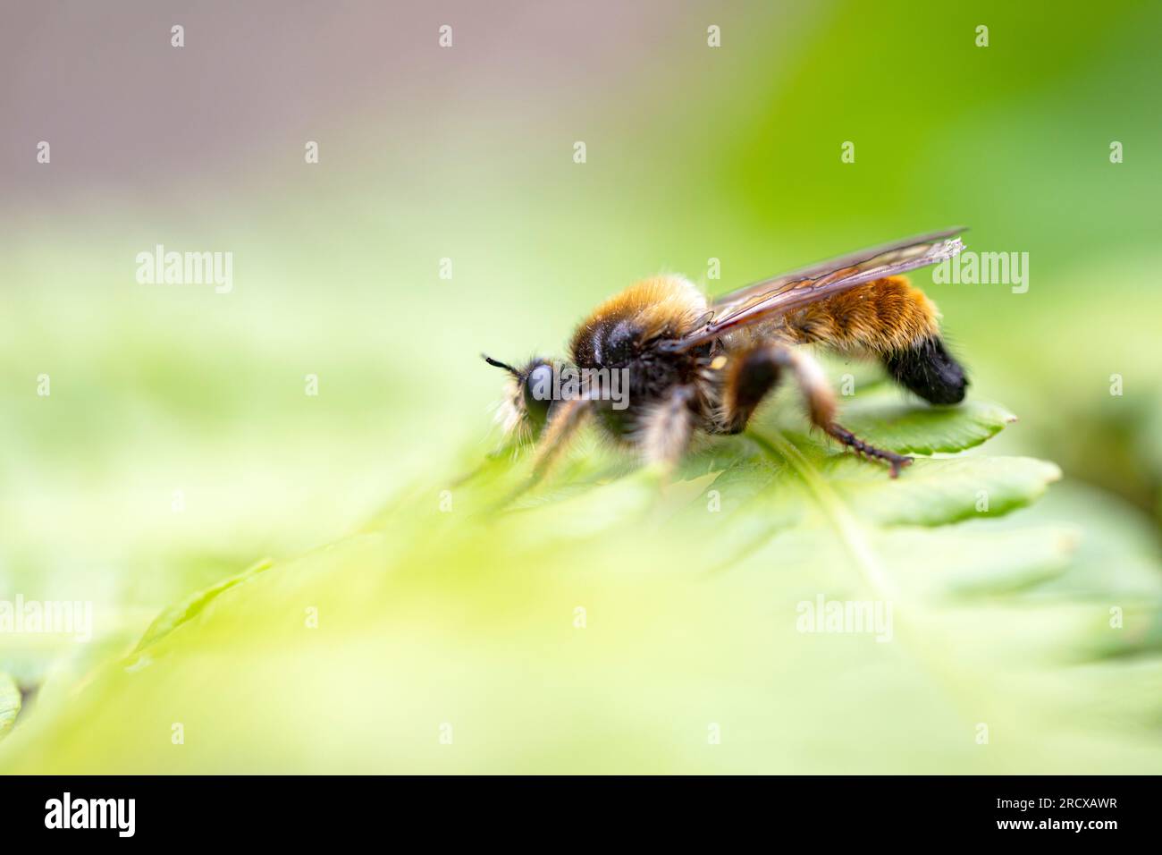 Gelbe Laphria, Hummel-Raubfliege, gelbe Raubfliege, gelbe Assassinfliege, Biene wie Robberfliege, biene wie Robberfliege, Biene wie Robberfliege (Laphria Stockfoto