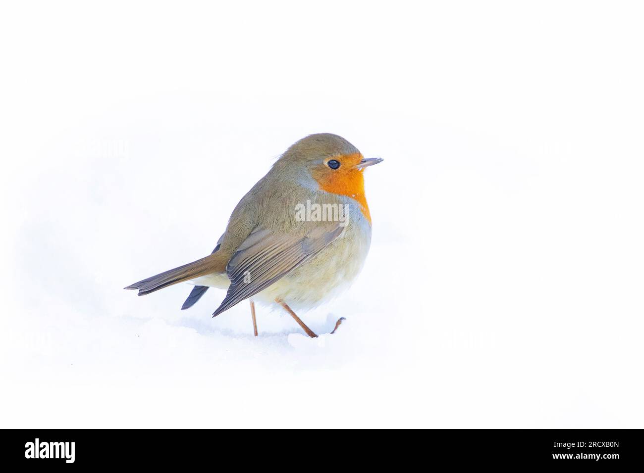 Europäisches Rotkehlchen (Erithacus rubecula), hoch oben im Schnee, Niederlande Stockfoto