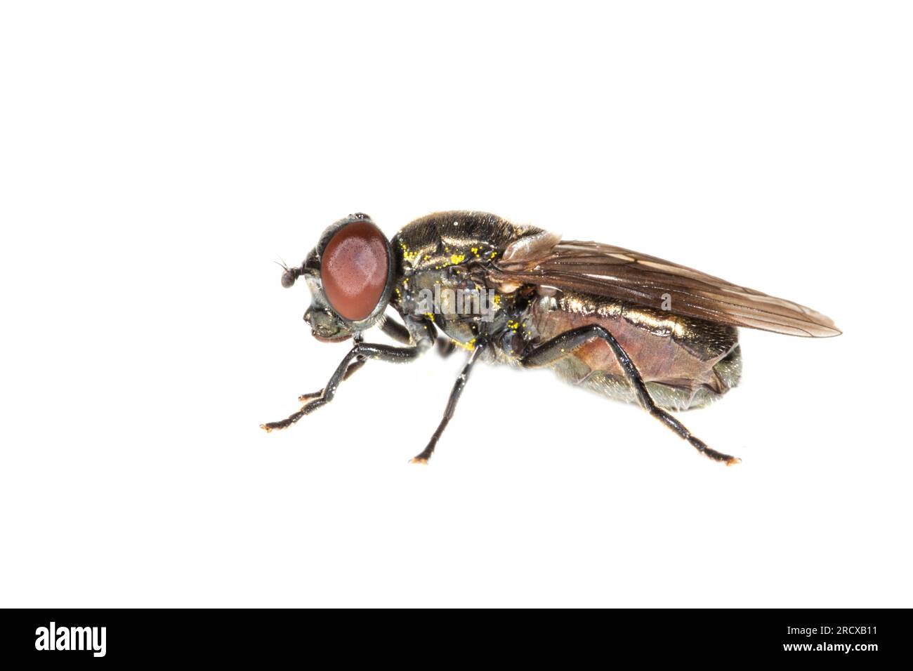 Hoverfly (Melanogaster hirtella), Seitenansicht, Ausschnitt, Niederlande Stockfoto