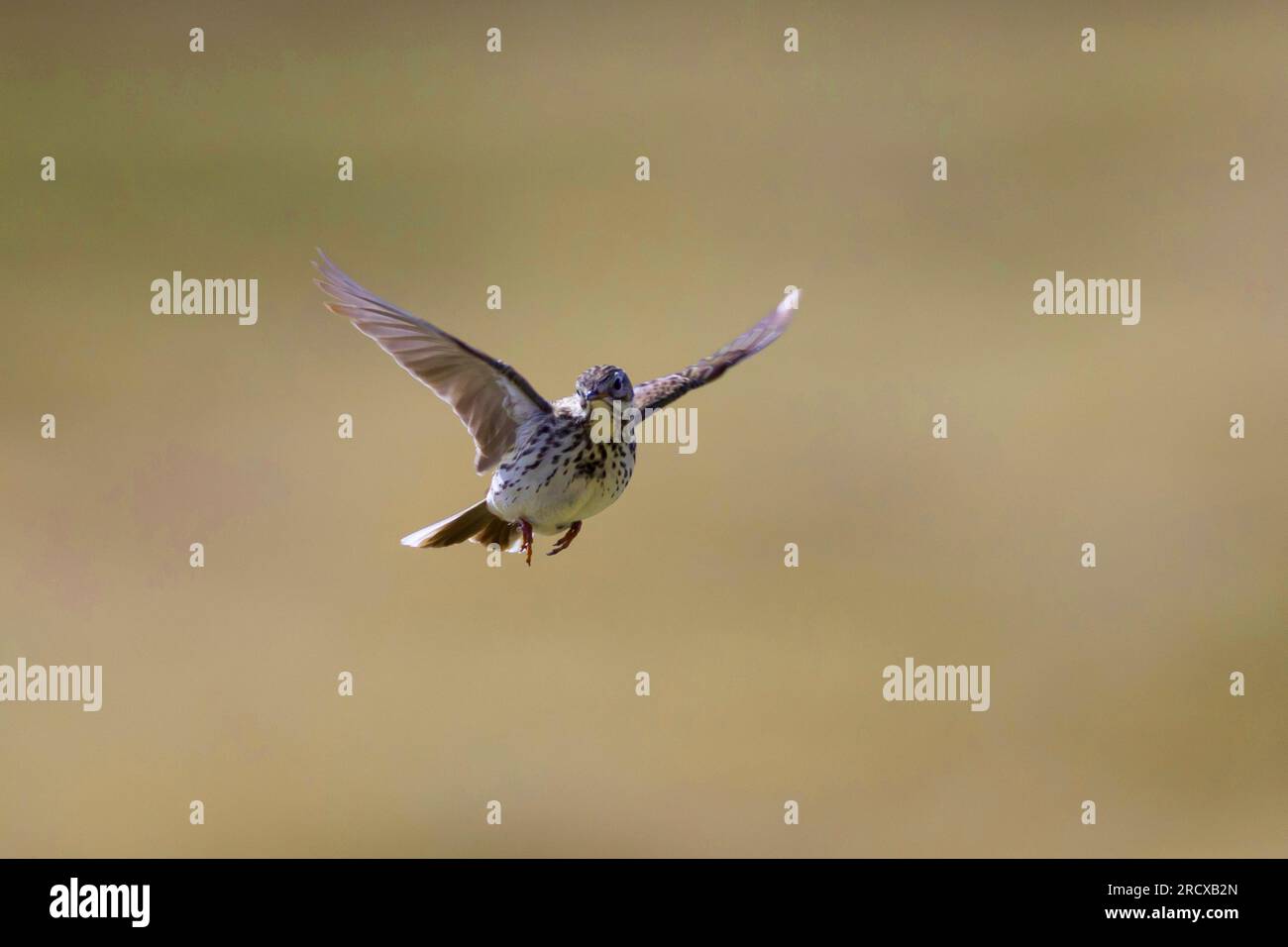 Meadow Pipit (Anthus pratensis), Fliegen, singen, Schweden Stockfoto