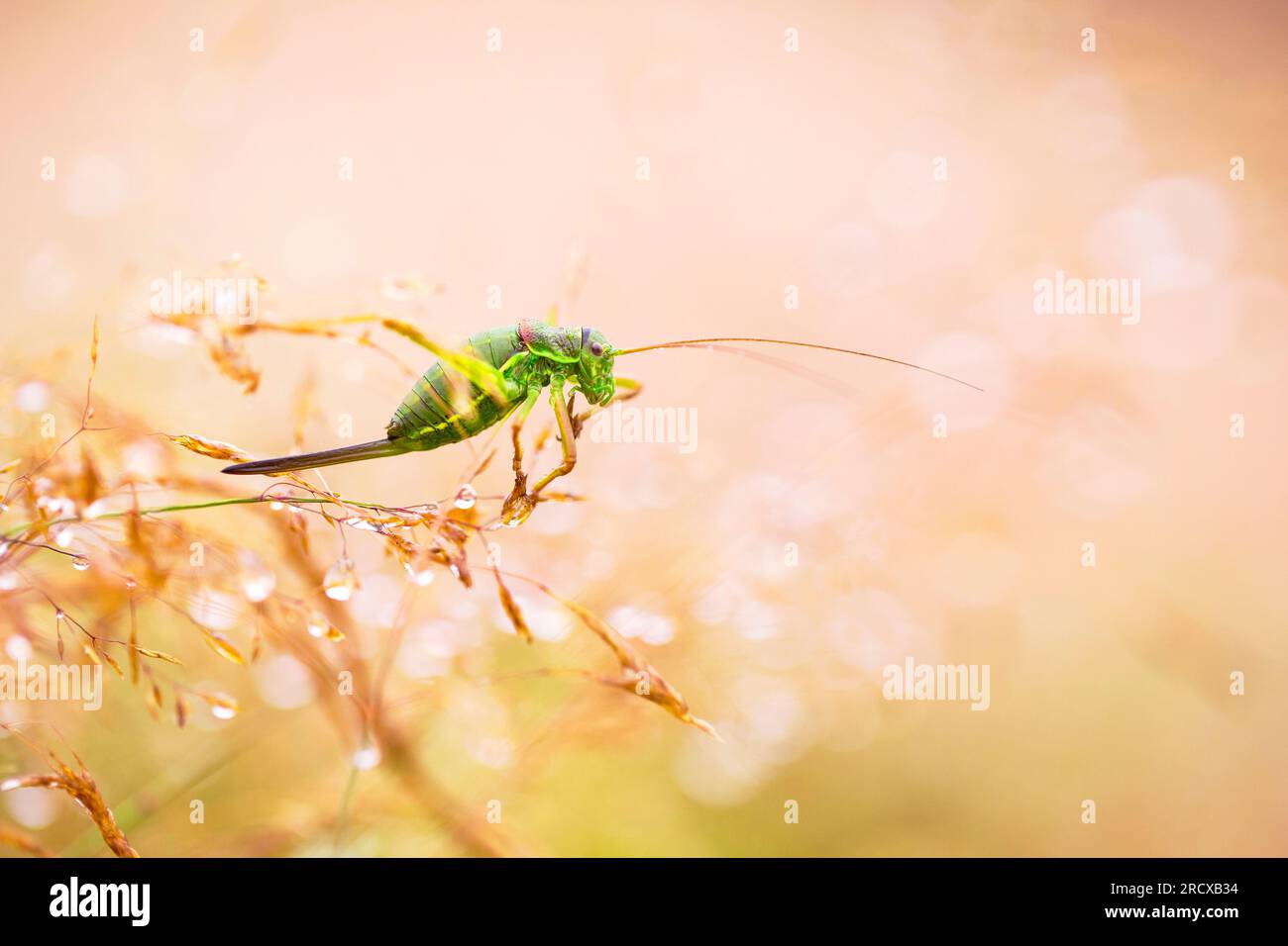 Westliche Saddle-Bush-Cricket, Sattelbusch-Cricket (Ephippiger diurnus), Weibchen im Gras, Niederlande, Gelderland Stockfoto