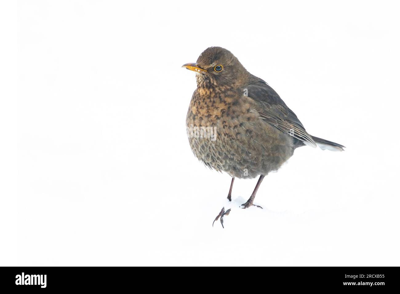 schwarzvogel (Turdus merula), weiblich im Schnee, Niederlande Stockfoto