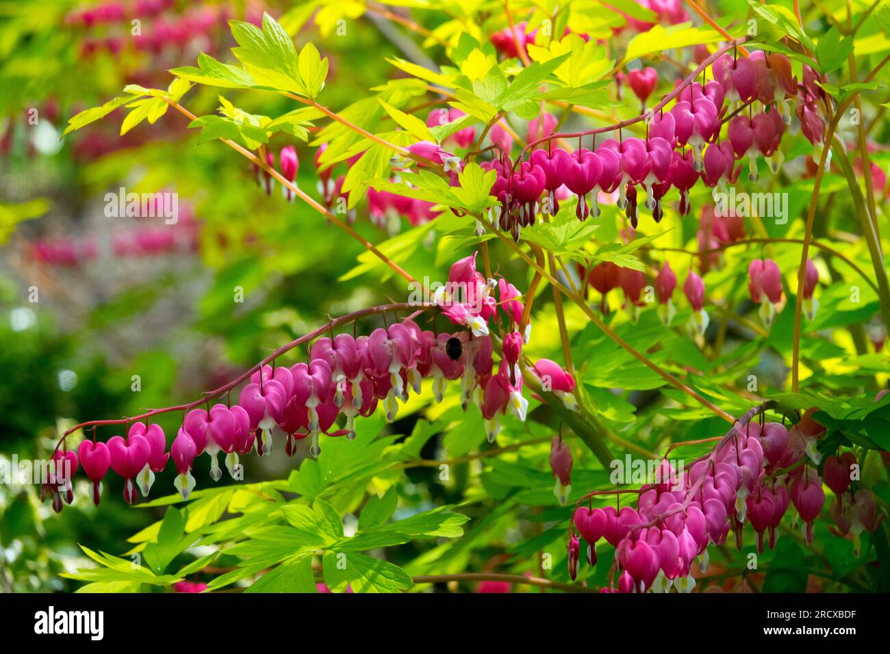 Blutende Herzen, Lamprocapnos, Dicentra spectabilis „Gold Heart“, Shady Spot im Garten rosa gelbe Lamprocapnos spectabilis blühende helle Blüten Stockfoto