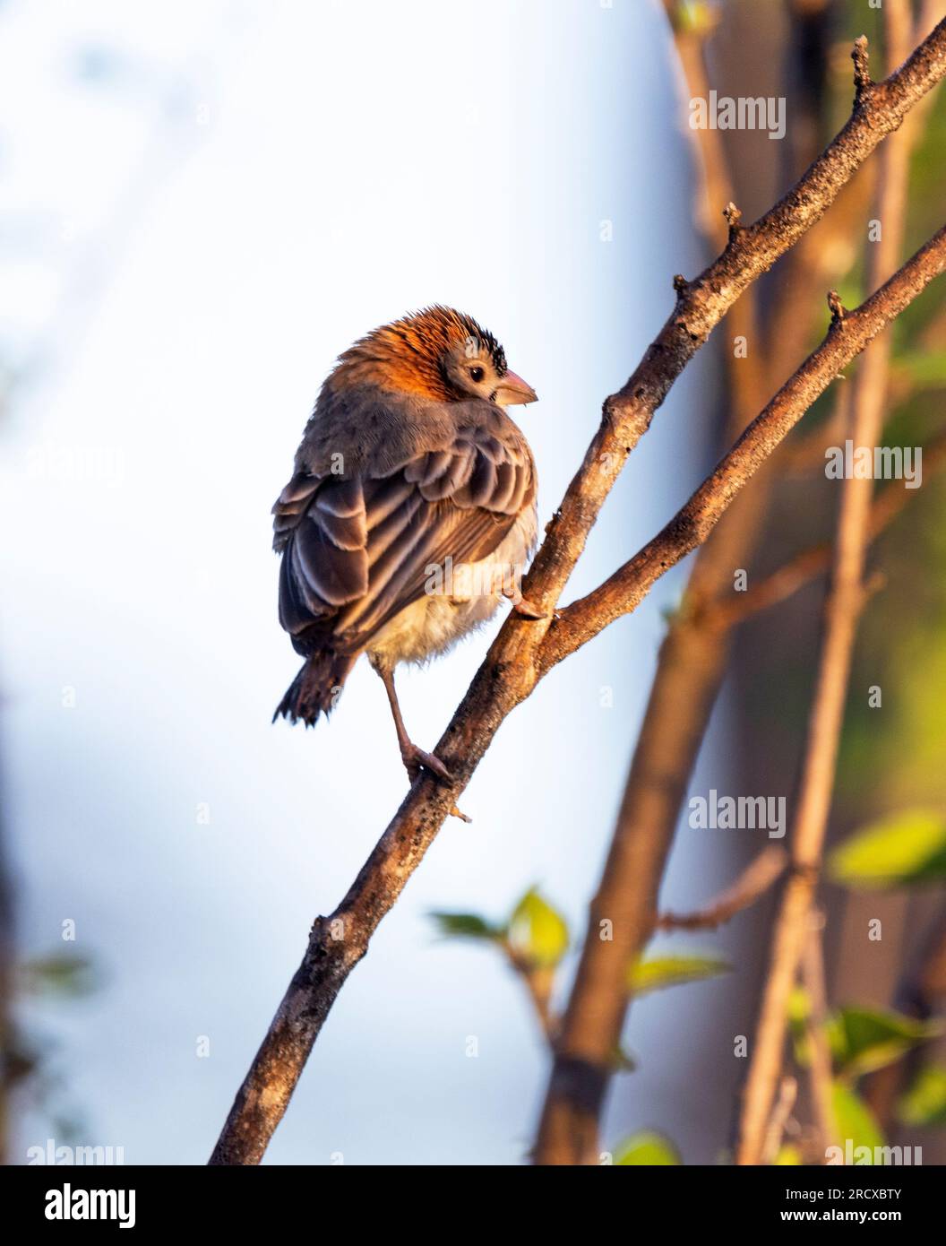 Der kleine Speckle-Front-Weaver ist ein sehr geselliger Vogel. Sie sind genossenschaftliche Züchter und teilen alle Aspekte der Zucht. Stockfoto