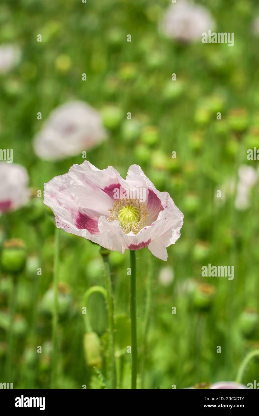 Opiummohn (Papaver somniferum), der in Shropshire zu medizinischen Zwecken angebaut wird. Juli 2023 Stockfoto