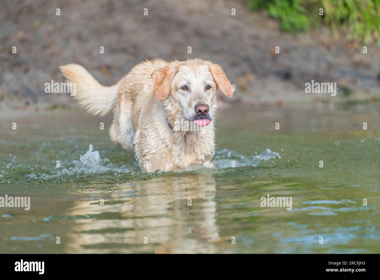 Ein lebendiger Golden Retriever, der im erfrischenden Wasser des Sees herumtobt, nach Entspannung von der Sommerhitze sucht und freudig Wasserspritzer umgibt Stockfoto