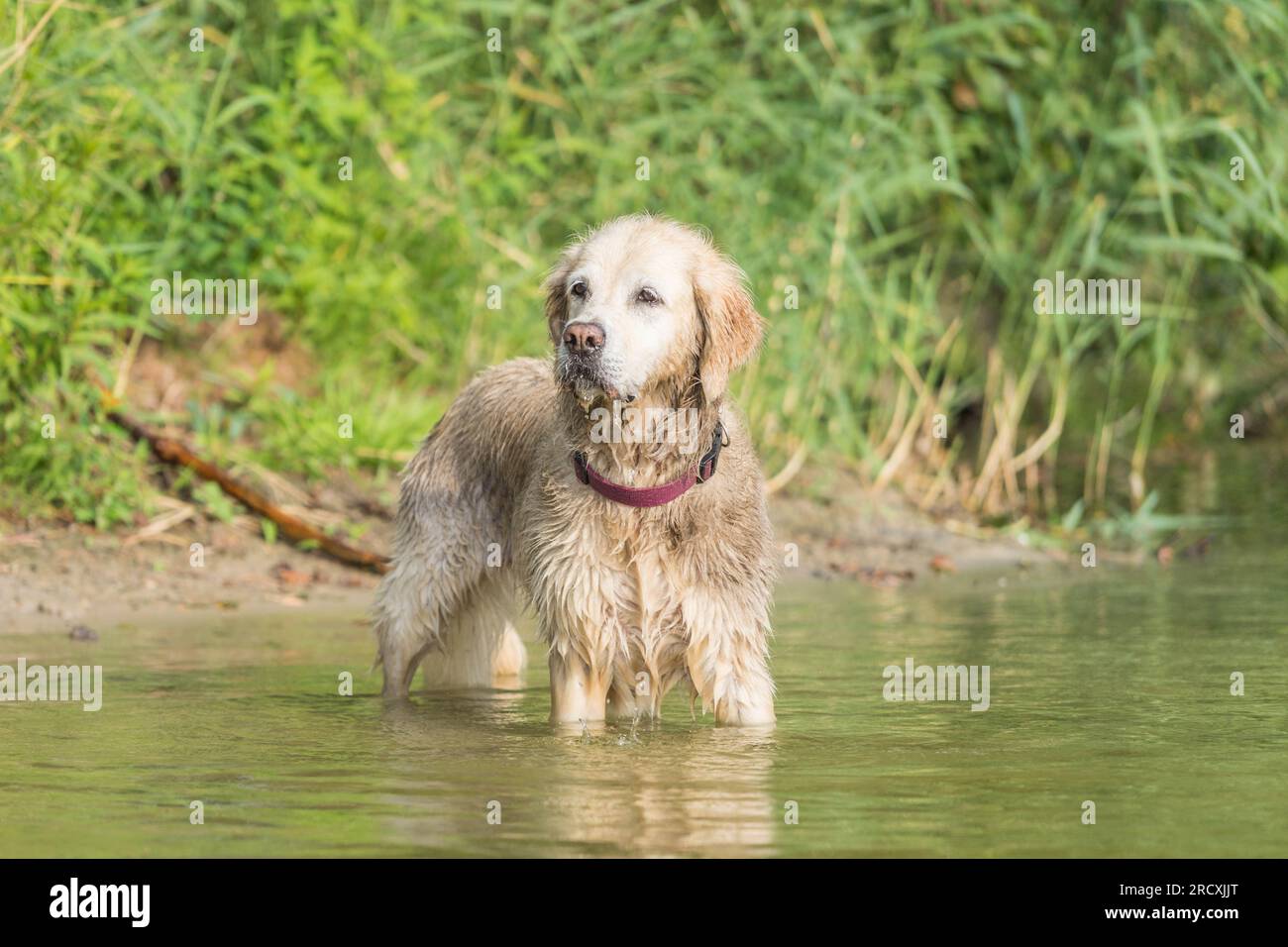 Ein lebendiger Golden Retriever, der im erfrischenden Wasser des Sees herumtobt, nach Entspannung von der Sommerhitze sucht und freudig Wasserspritzer umgibt Stockfoto