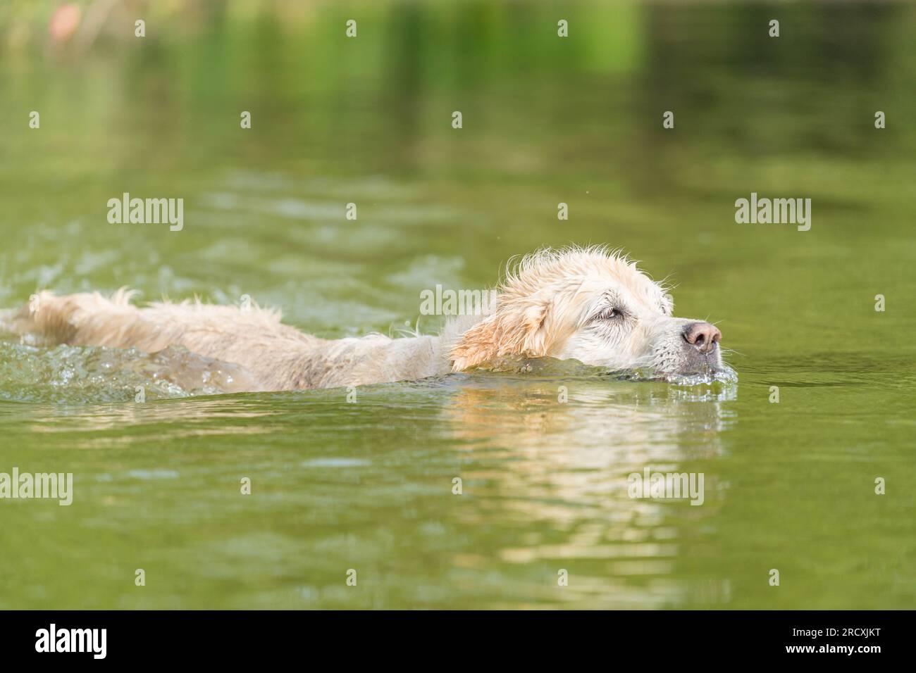 Ein lebendiger Golden Retriever, der im erfrischenden Wasser des Sees herumtobt, nach Entspannung von der Sommerhitze sucht und freudig Wasserspritzer umgibt Stockfoto