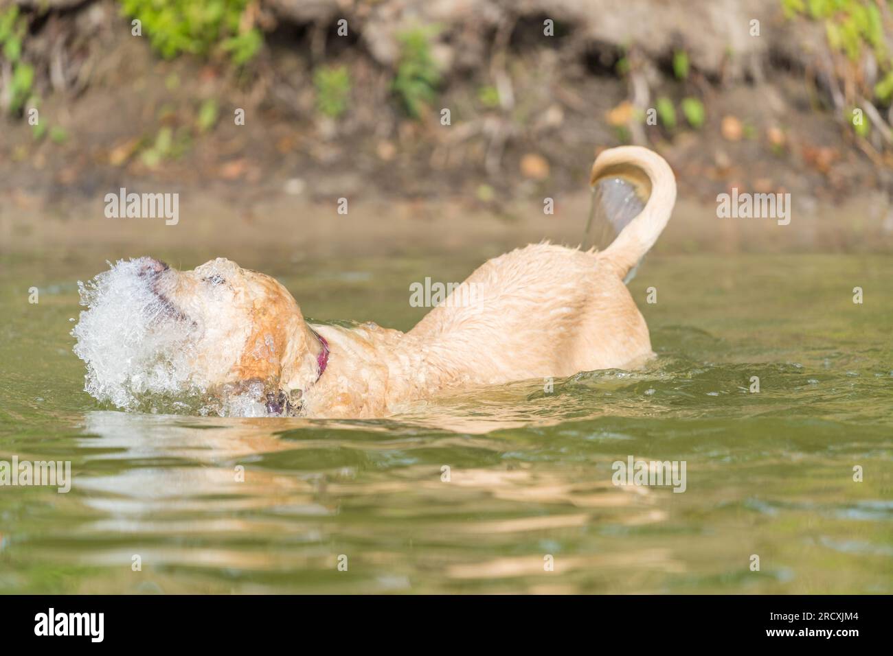 Ein lebendiger Golden Retriever, der im erfrischenden Wasser des Sees herumtobt, nach Entspannung von der Sommerhitze sucht und freudig Wasserspritzer umgibt Stockfoto