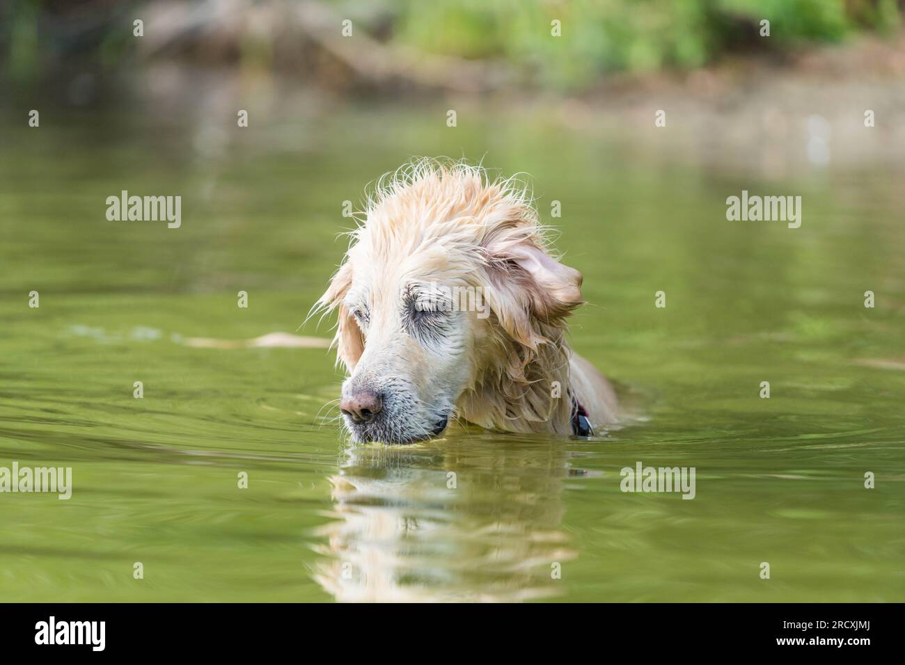 Ein lebendiger Golden Retriever, der im erfrischenden Wasser des Sees herumtobt, nach Entspannung von der Sommerhitze sucht und freudig Wasserspritzer umgibt Stockfoto