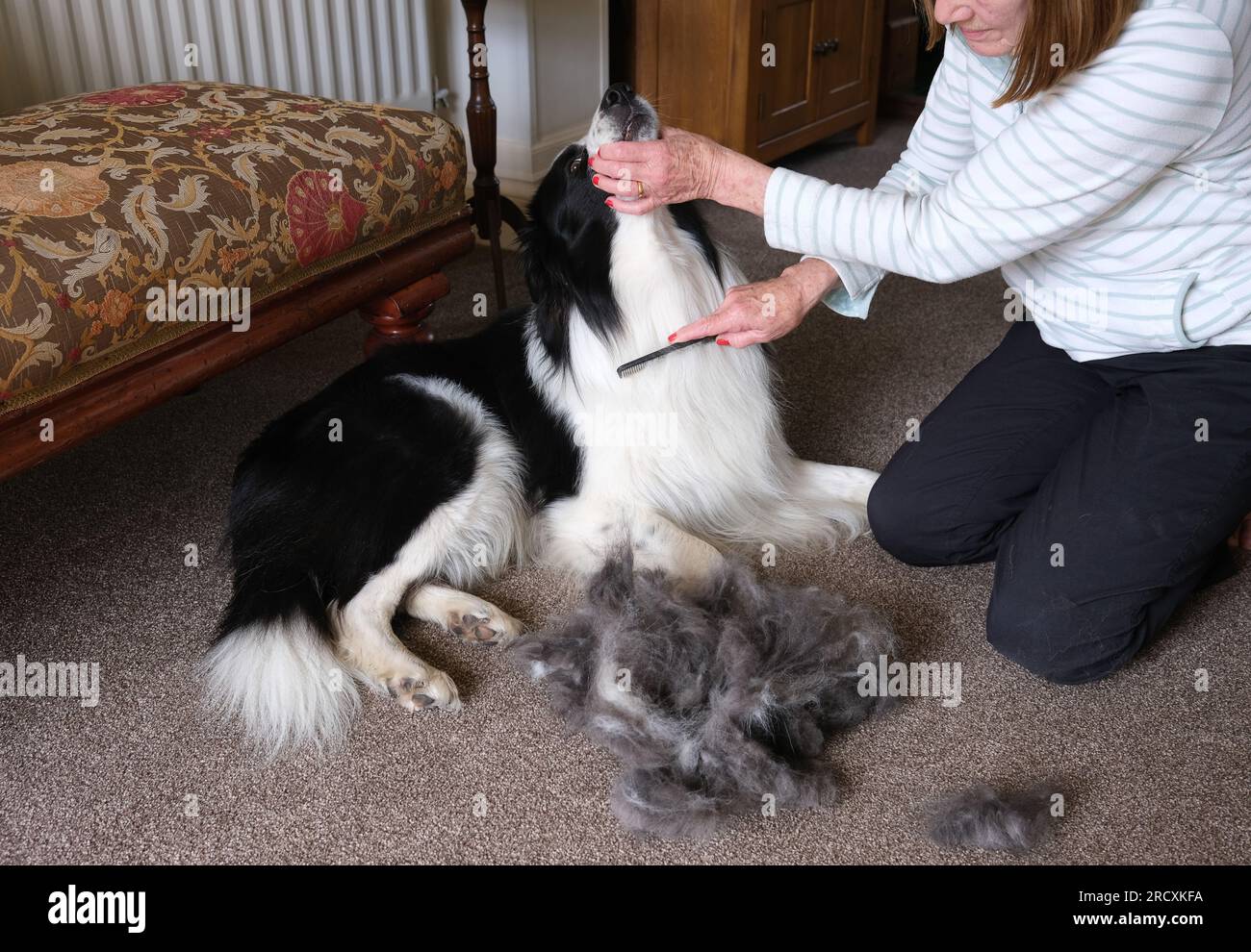 Frau, die Border Collie im Sommer zu Hause pflegt Stockfoto