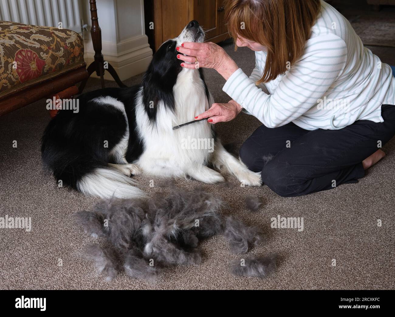 Frau, die Border Collie im Sommer zu Hause pflegt Stockfoto