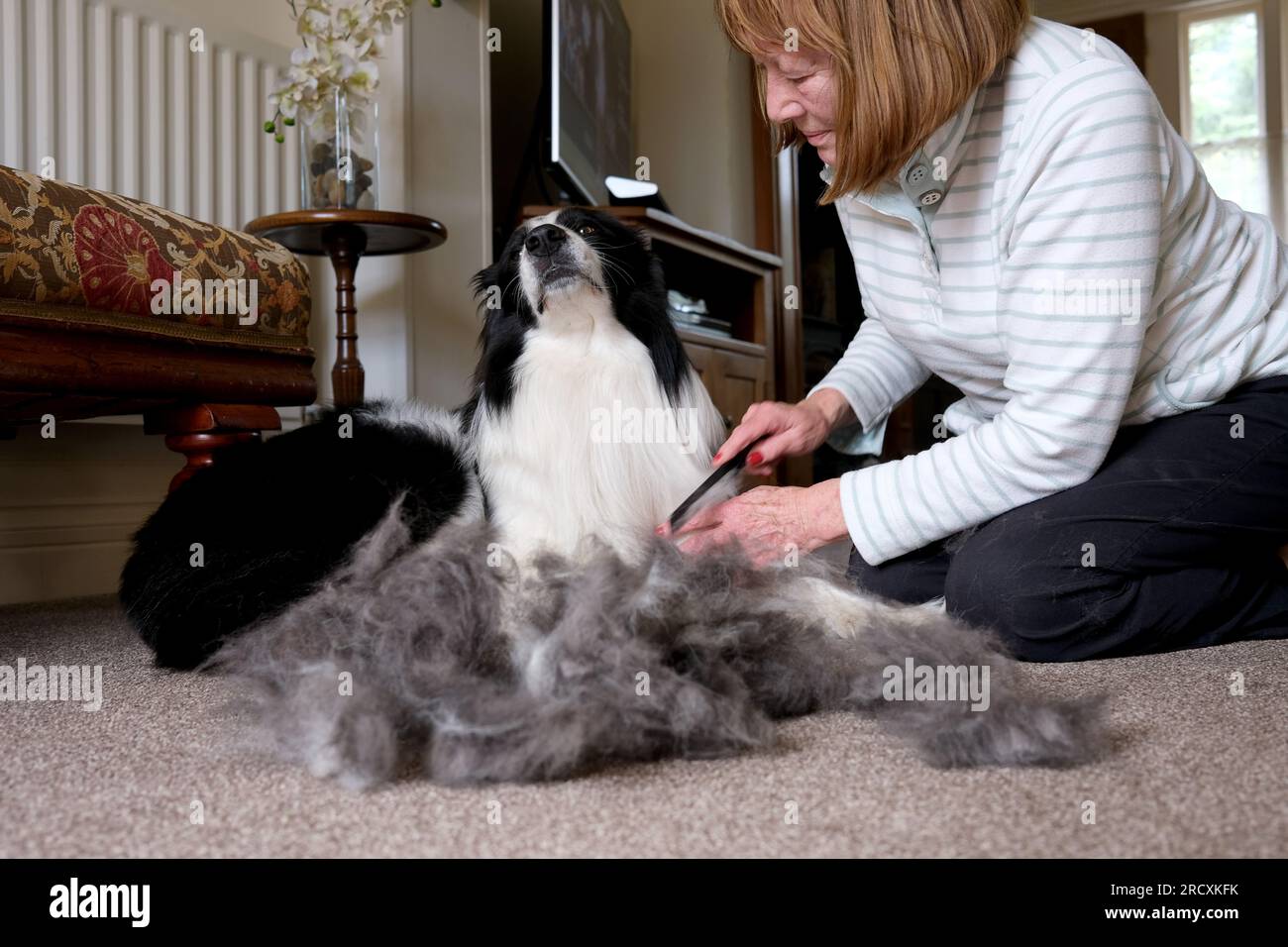 Frau, die Border Collie im Sommer zu Hause pflegt Stockfoto