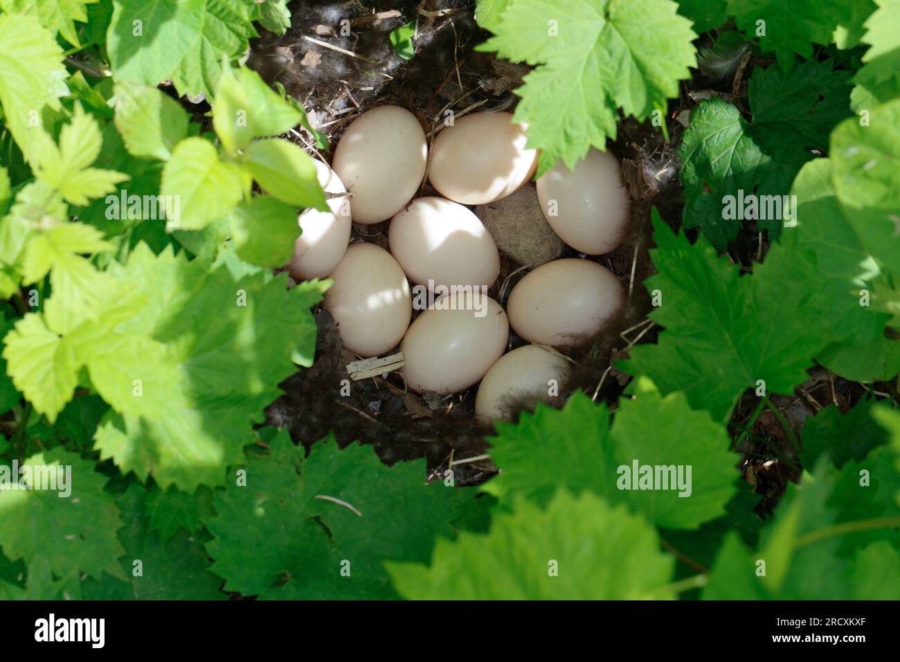 Stockente, Nest, Gelege, Ei, Eier, Stock-Ente, Anas platyrhynchos, Stockenten, Wildenten, Nest, Ei, Eier, Le Canard colvert, Canard Stockard Stockfoto