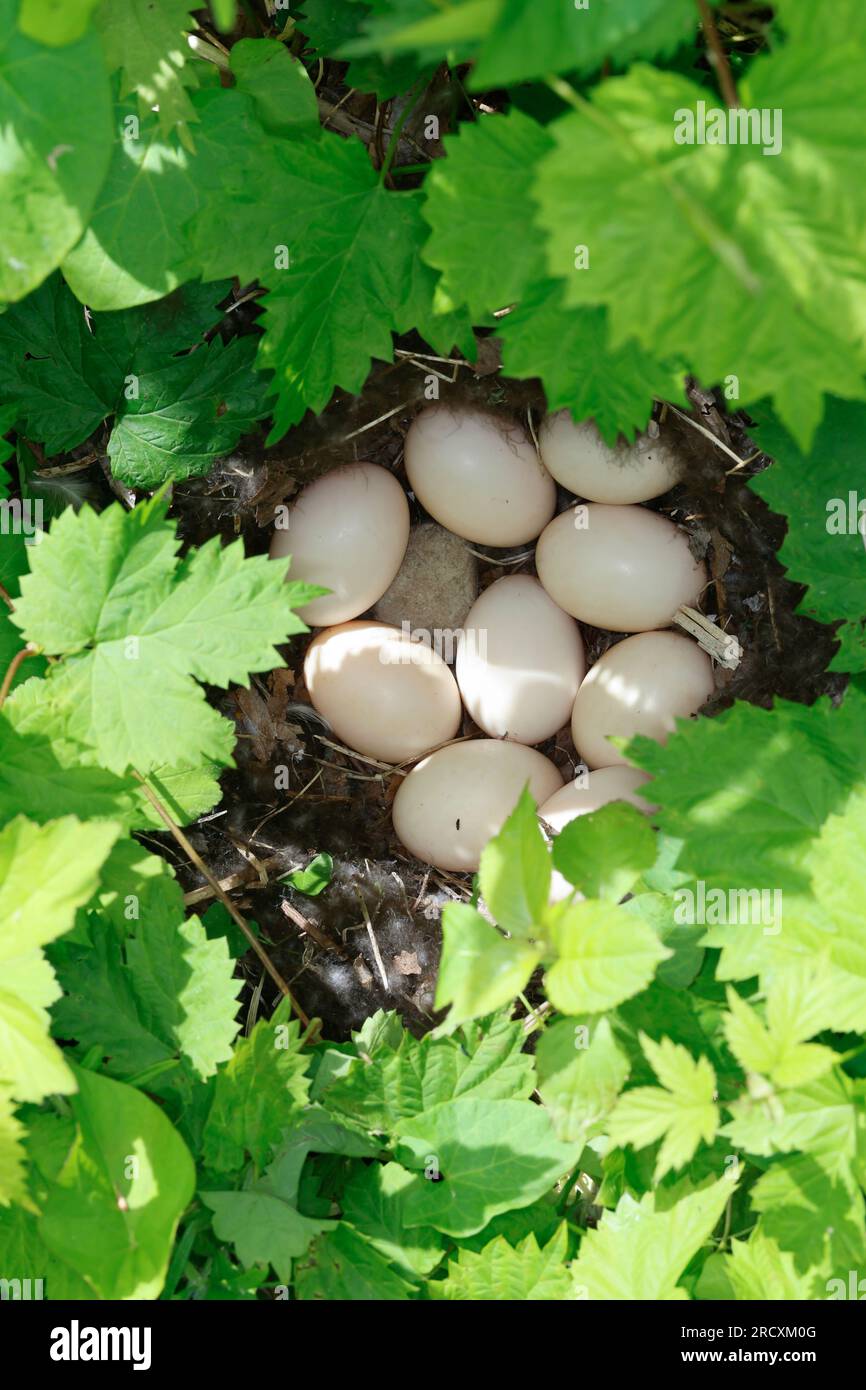 Stockente, Nest, Gelege, Ei, Eier, Stock-Ente, Anas platyrhynchos, Stockenten, Wildenten, Nest, Ei, Eier, Le Canard colvert, Canard Stockard Stockfoto