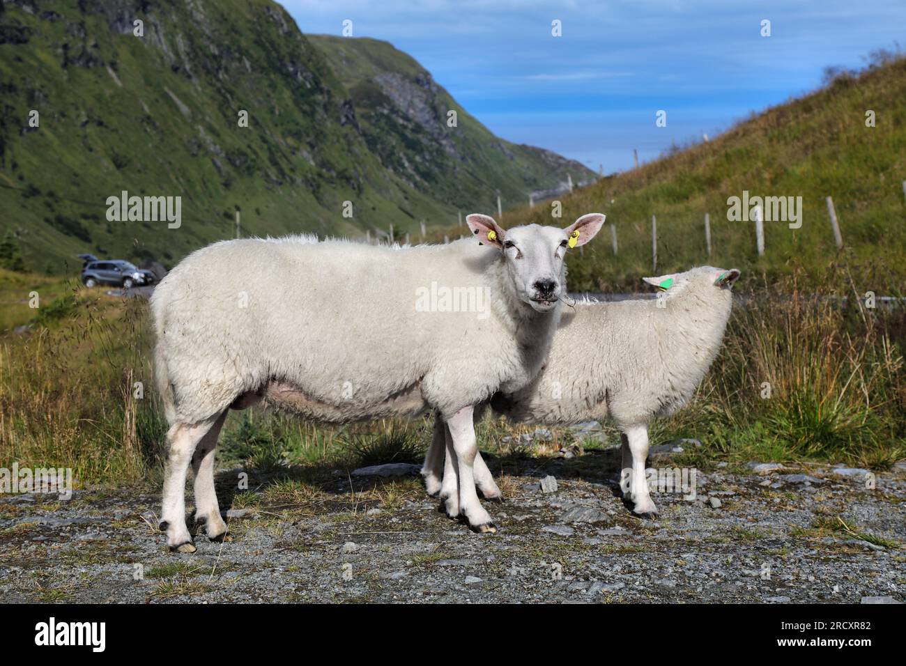 Schafmutter mit Lamm auf der Halbinsel Stadlandet, Norwegen. Viehherde im Sommer. Stockfoto