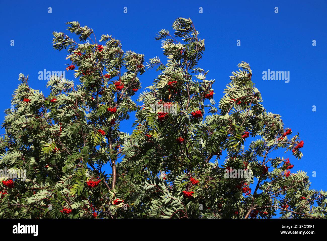 Rowan-Frucht auf einem Baum in Polen. Polnische Flora. Baumarten: Sorbus aucuparia. Stockfoto