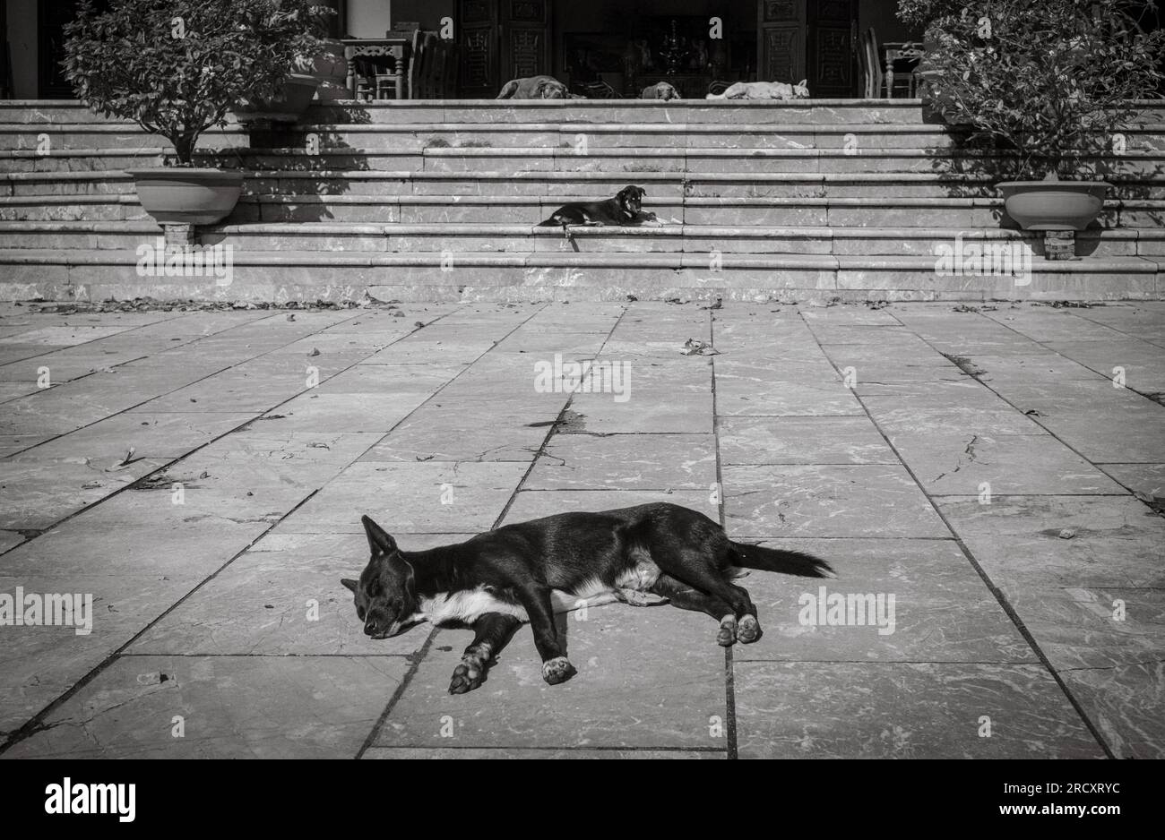 Fünf Hunde schlafen und ruhen sich in der heißen Sonne in der buddhistischen Pagode Ling Ung Bai Buc in Son Tra, Danang, Vietnam aus. Stockfoto