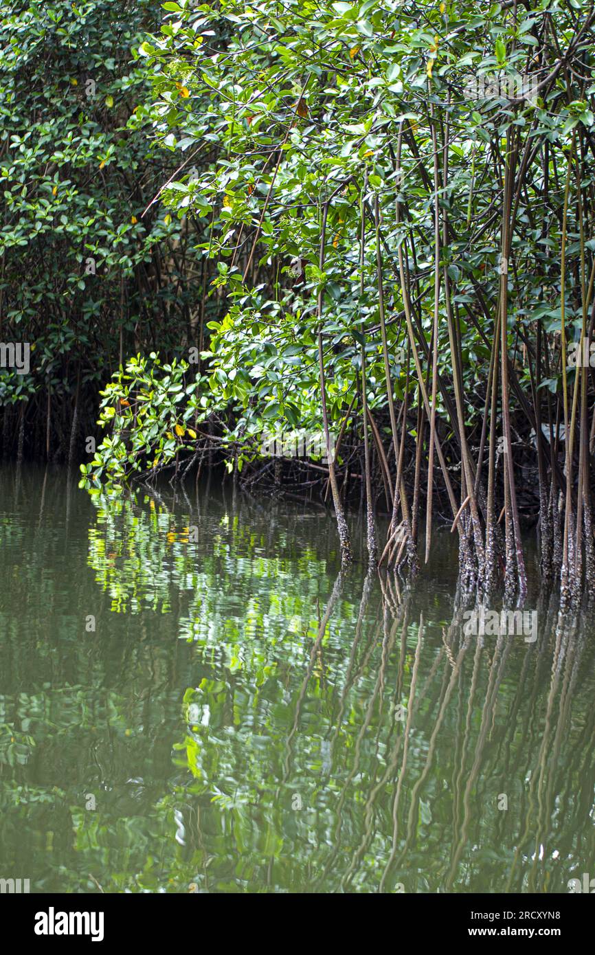 Blick auf ein Gebiet, in dem die Mangroven am 06. September 2021 in Owendo (südlich von Libreville) an einem Arm des Meeres entwaldet wurden Stockfoto