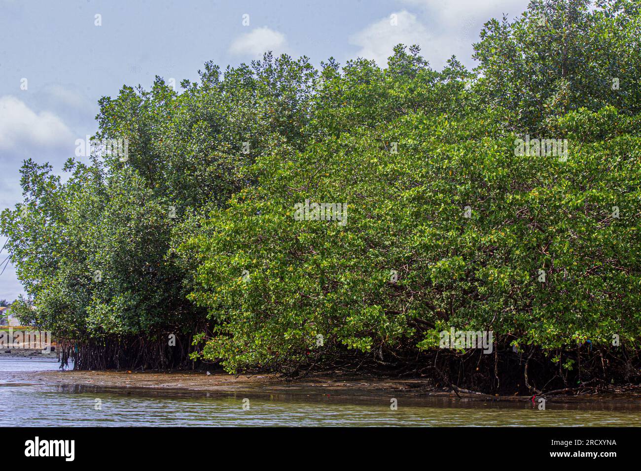 Blick auf ein Gebiet, in dem die Mangroven am 06. September 2021 in Owendo (südlich von Libreville) an einem Arm des Meeres entwaldet wurden Stockfoto