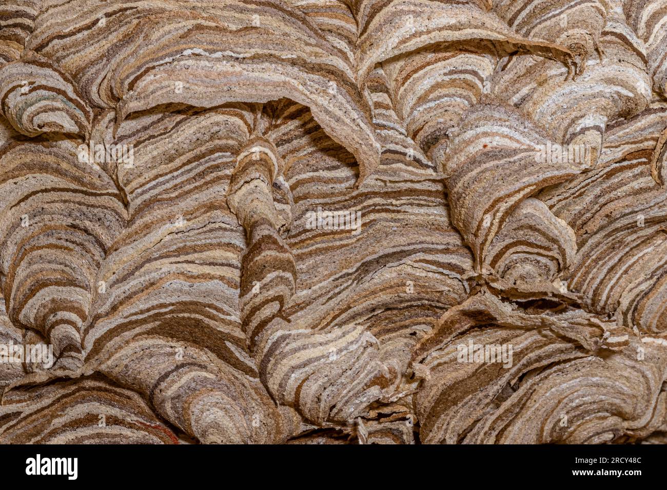 Nahaufnahme des äußeren Details eines Wespennestes, zeigt die komplexen Details von Tausenden dünnen Fans von papierähnlichem Material, das zum Bau des Nests verwendet wurde. Stockfoto