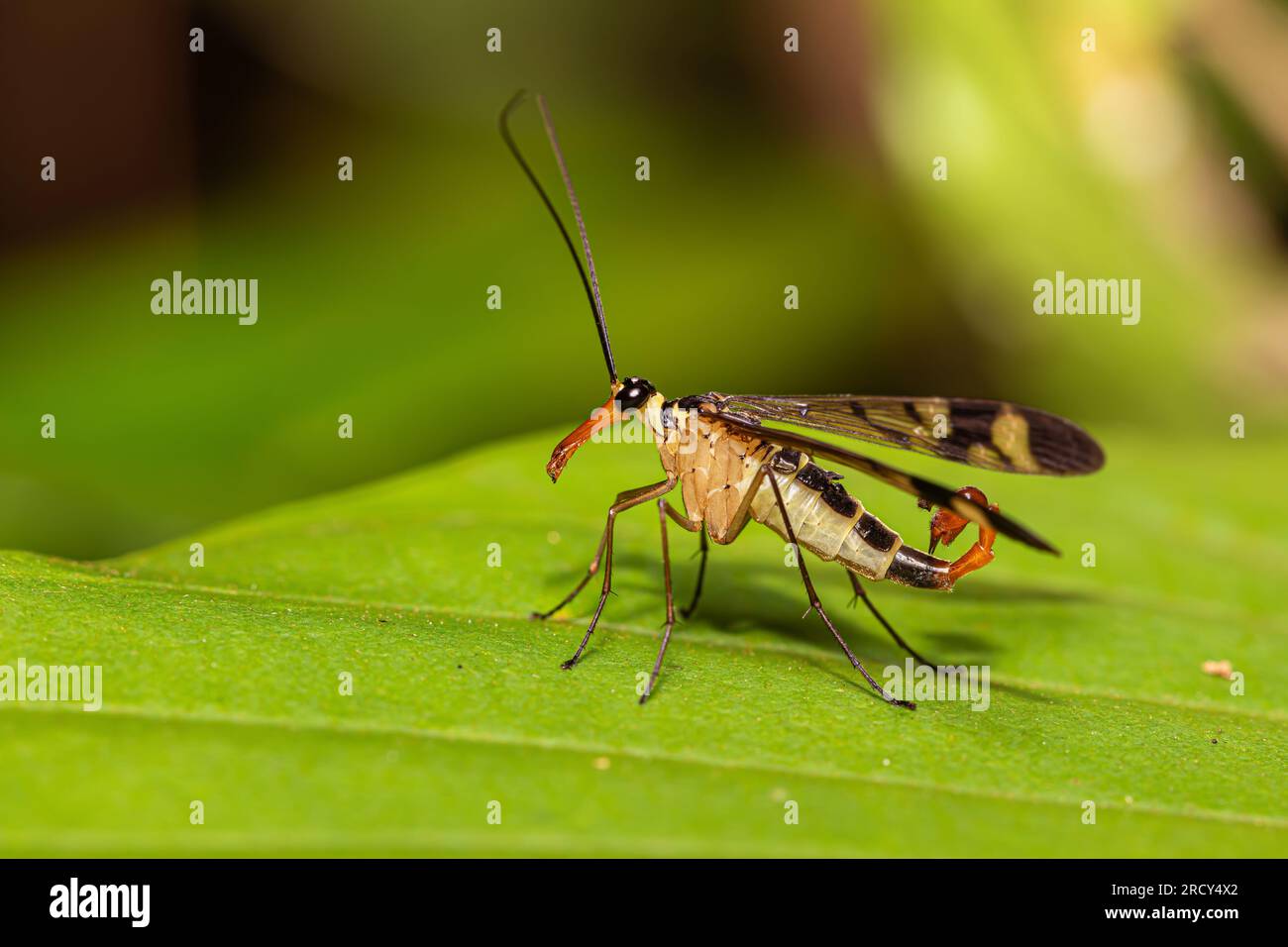 Männlicher Neopanorpa-Skorpion aus Thailand, Südostasien Stockfoto