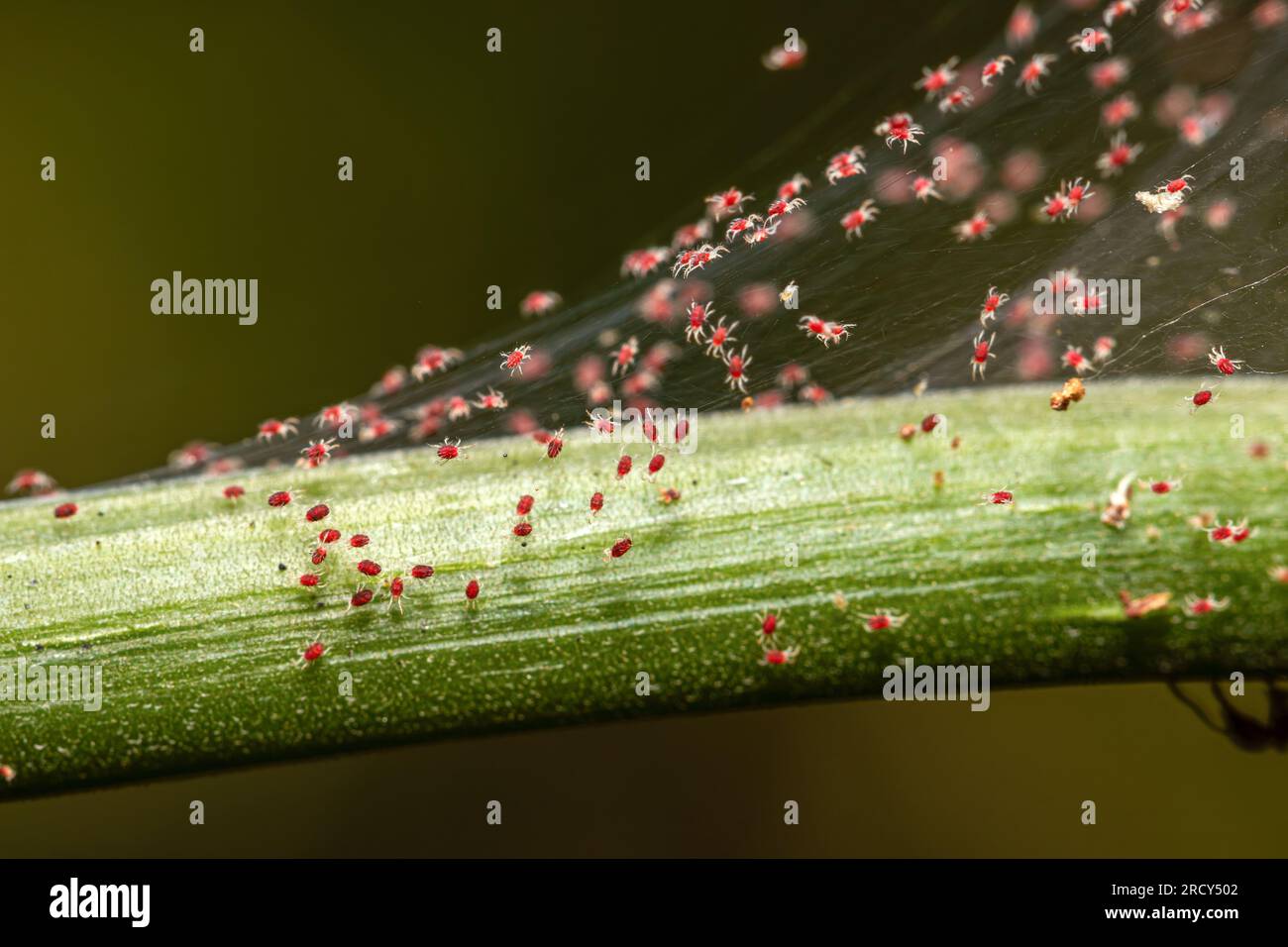 Pflanzennahrung roter Spinnenmilben auf Gartenpflanzen Stockfoto