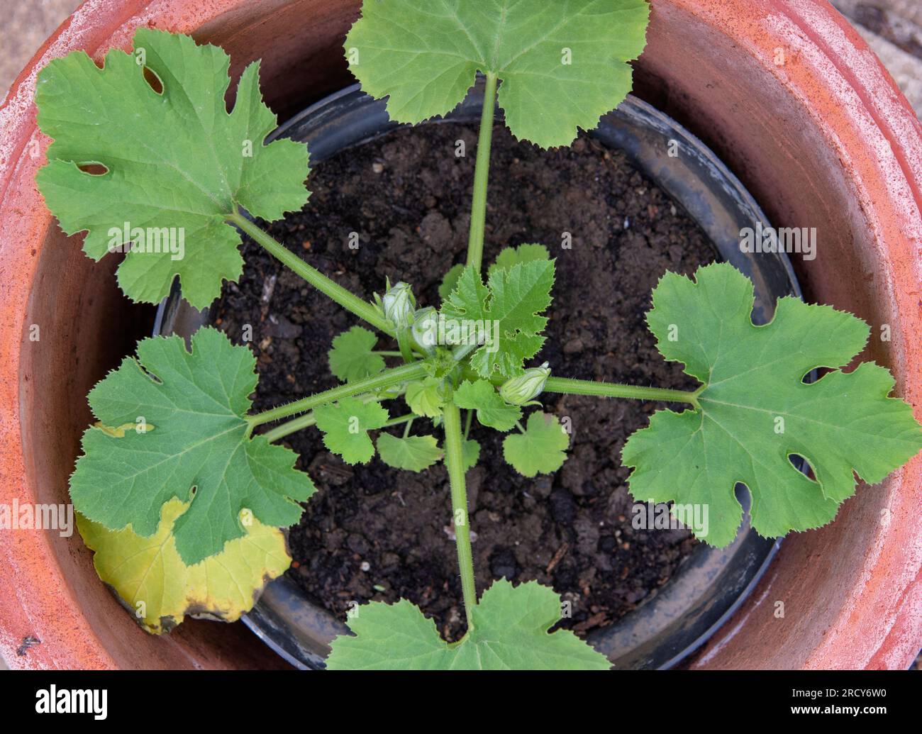 Junge Zucchini-Pflanze im Topf, die bald blüht Stockfoto