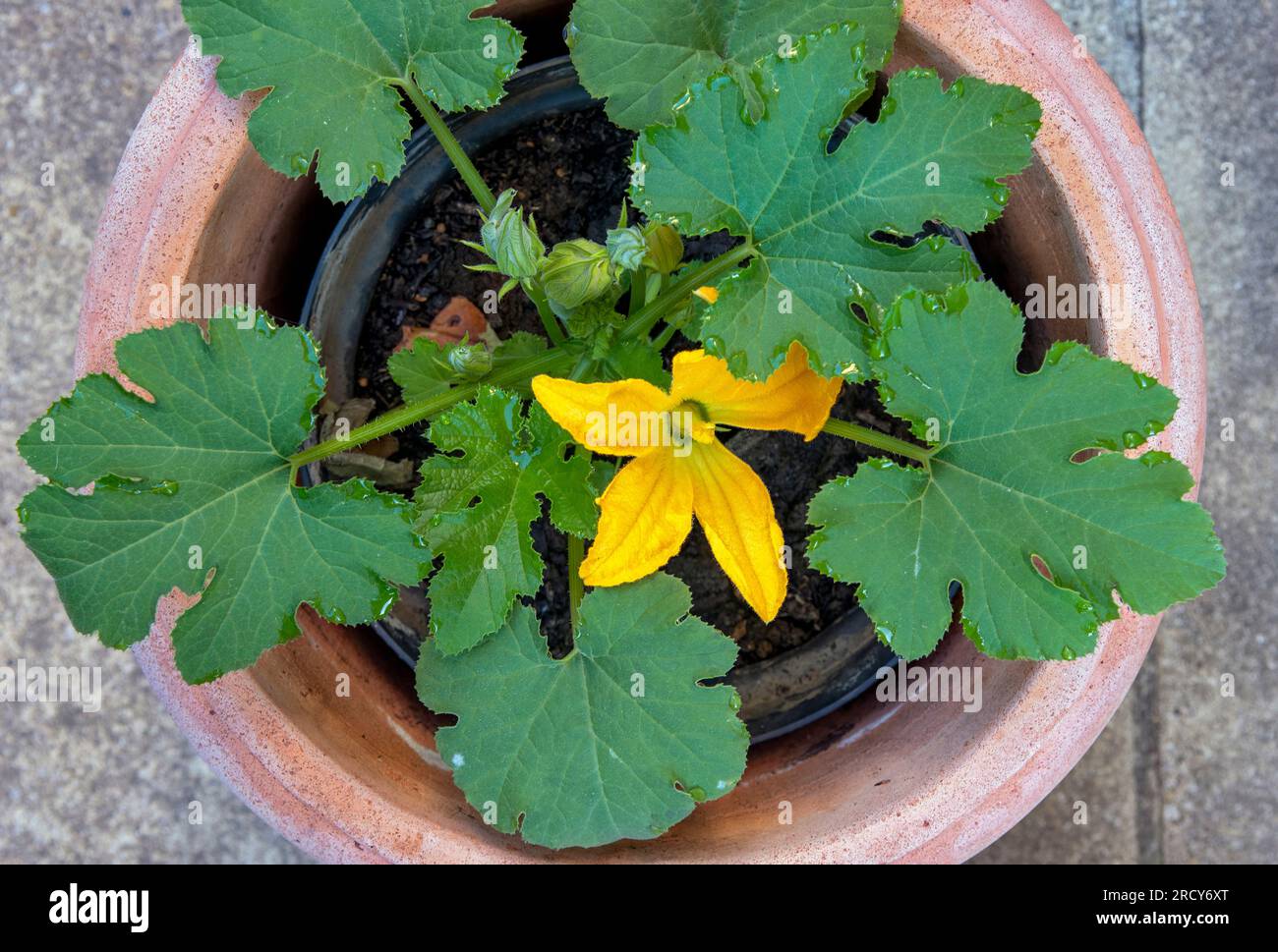 Blühende Zucchini-Pflanze im Topf im Garten Stockfoto