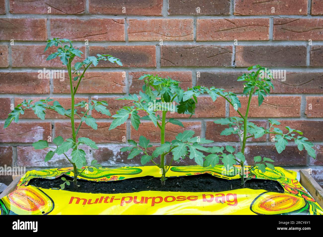 Tomatenpflanzen im Kulturbeutel Stockfoto