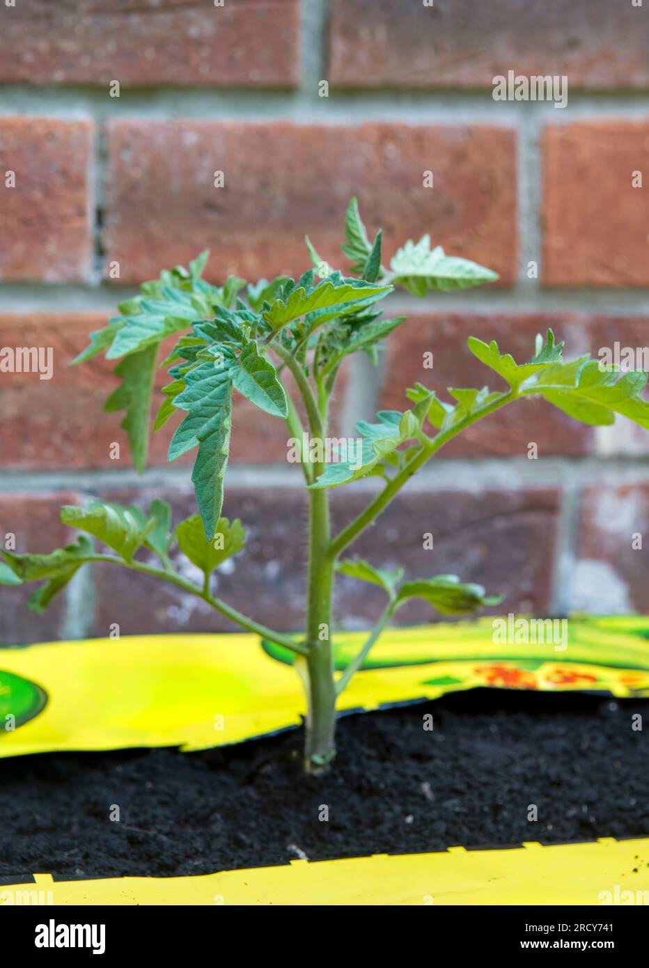 Tomatenpflanzen im Kulturbeutel Stockfoto