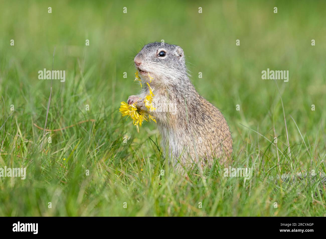Franklin's Ground Eichhörnchen (Spermophilis franklinii) Essender Löwenzahn, Minnesota, USA, von Dominique Braud/Dembinsky Photo Assoc Stockfoto Franklin's Ground Eichhörnchen (Spermophilis franklinii) Essender Löwenzahn, Minnesota, USA, von Dominique Braud/Dembinsky Photo Assoc Stockfoto