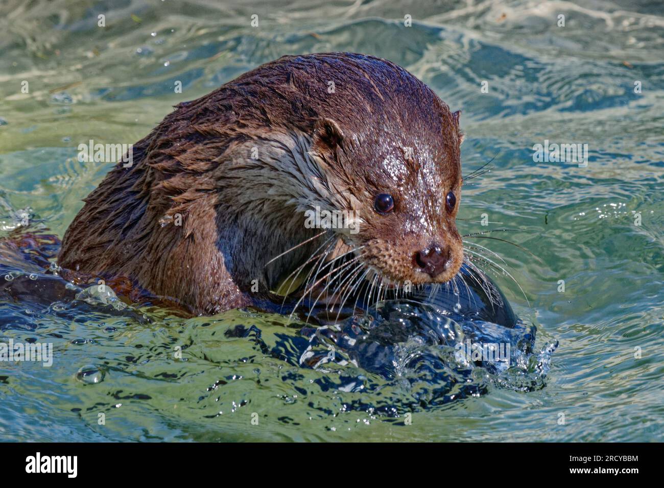 Eurasischer Otter (Lutra lutra) unreifer Otter, der mit Ball im Wasser spielt. Stockfoto