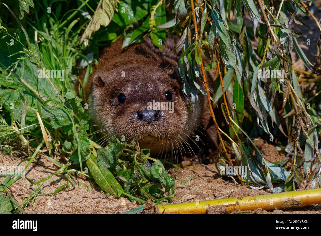 Eurasischer Otter (Lutra lutra) junger Otter im Freien mit trockenem Pelz. Stockfoto