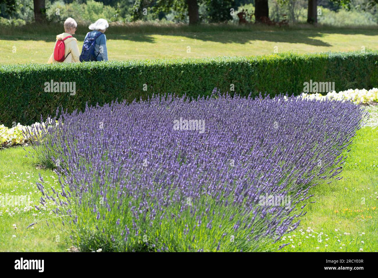 Taplow, Buckinghamshire, Großbritannien. 17. Juli 2023. Der wunderschöne Parterre in Cliveden. Es war heute ein schöner sonniger Tag in Cliveden, während die Besucher die wunderschönen Gärten des National Trust genossen. Kredit: Maureen McLean/Alamy Live News Stockfoto