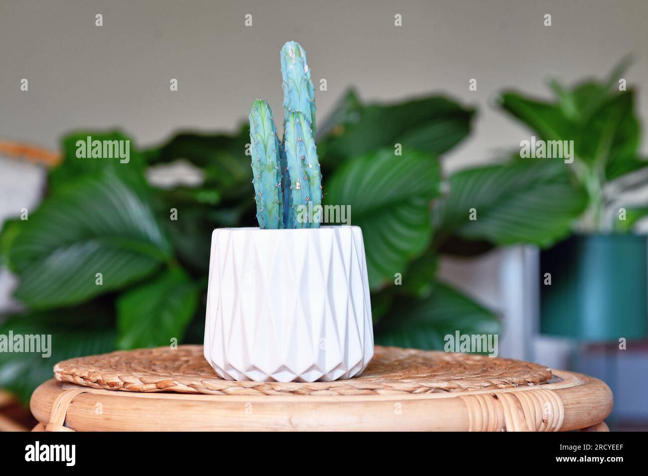 Gegossene Cereus Cactus Hauspflanze auf Holztisch mit anderen Pflanzen im unscharfen Wohnzimmerhintergrund Stockfoto