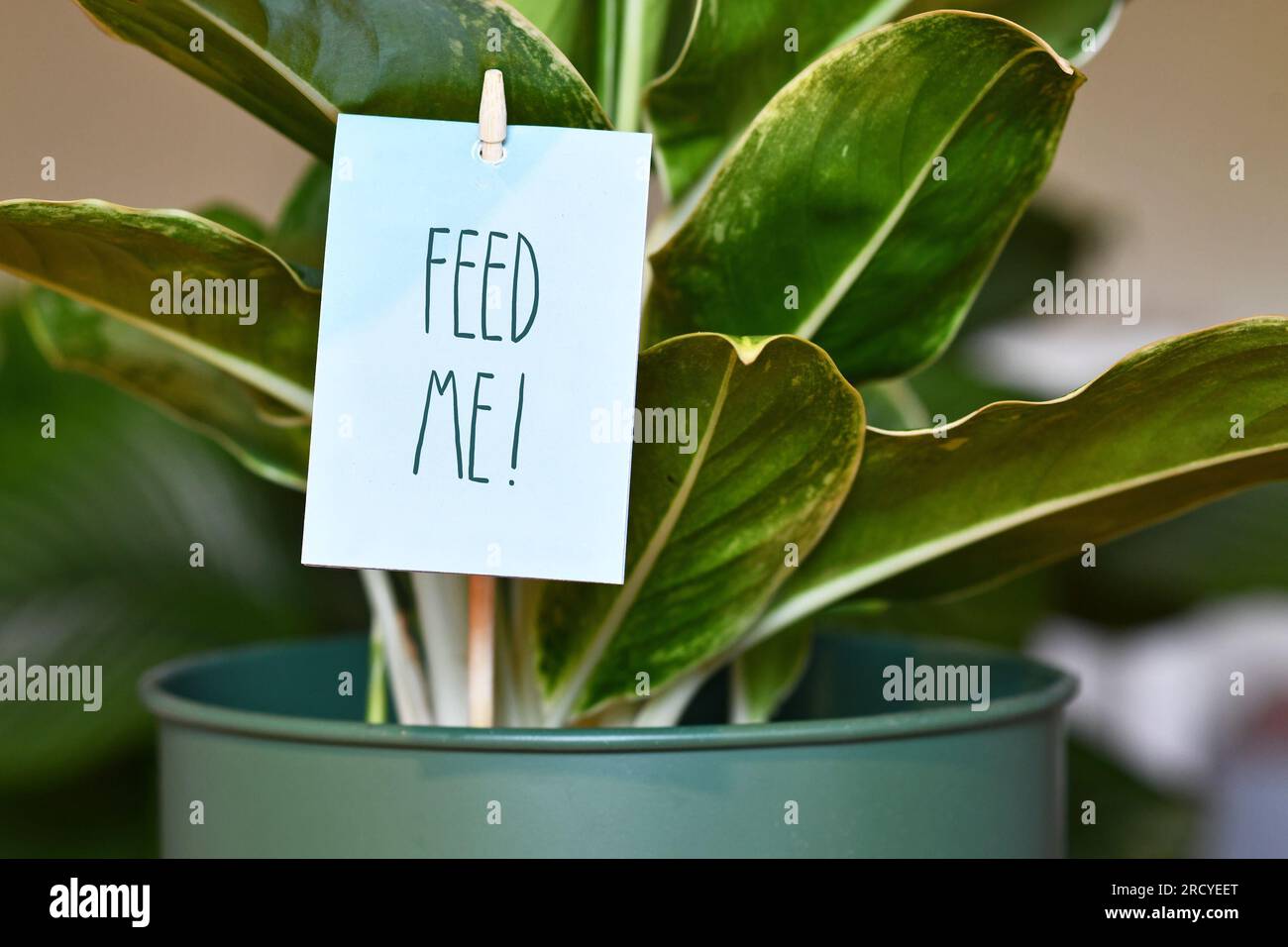 Hauspflanze mit Schild mit der Aufschrift „Füttern Sie mich“. Konzept der Düngung von Pflanzen Stockfoto