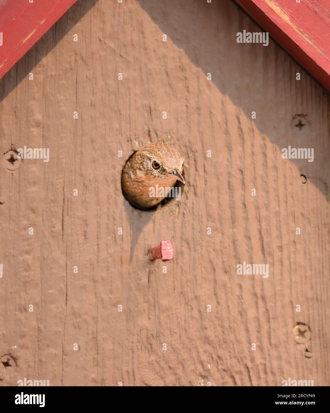 Vogel in einem Vogelhaus Stockfoto