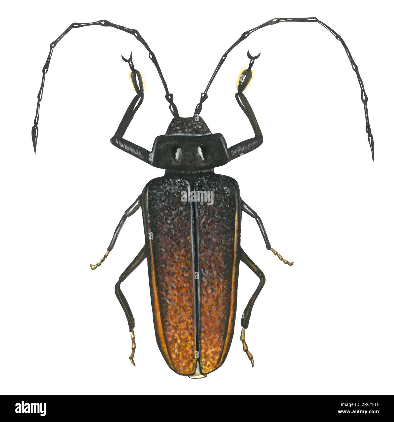 Aquarelldarstellung des männlichen Longhornkäfers Ergates faber. Von Hand auf weißem Hintergrund Stockfoto