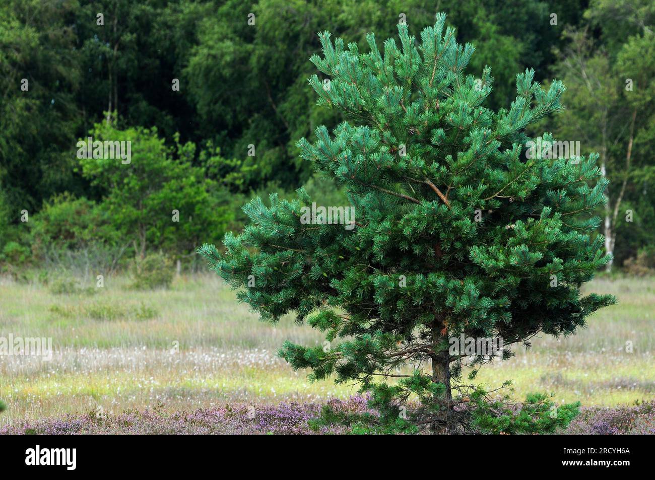Schottischer Kiefernbaum im holt Heath National Nature Reserve bei Wimborne Minster im Osten von Dorset, Großbritannien Stockfoto