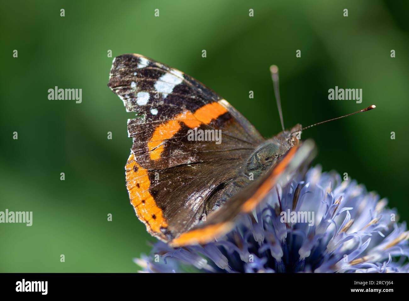 Taplow, Buckinghamshire, Großbritannien. 17. Juli 2023. Ein Vanessa Atalanta Red Admiral Butterfly in den National Trust Gardens in Cliveden. Butterfly Conservation ruft Menschen in ganz Großbritannien auf, an der diesjährigen Big Butterfly Count teilzunehmen, die gestern begann und bis zum 6. August läuft, um Wissenschaftlern zu helfen, die Auswirkungen des Klimawandels auf unsere beliebtesten Schmetterlinge zu verstehen. Die Rekordtemperaturen, Hitzewellen und Dürren im vergangenen Jahr haben dazu geführt, dass einige der Pflanzen, an denen sich Raupen ernähren, verdorben und sterben. Um Wissenschaftlern zu helfen, die anhaltenden Auswirkungen dieses extremen Wetters zu entdecken, wird die Öffentlichkeit ar Stockfoto