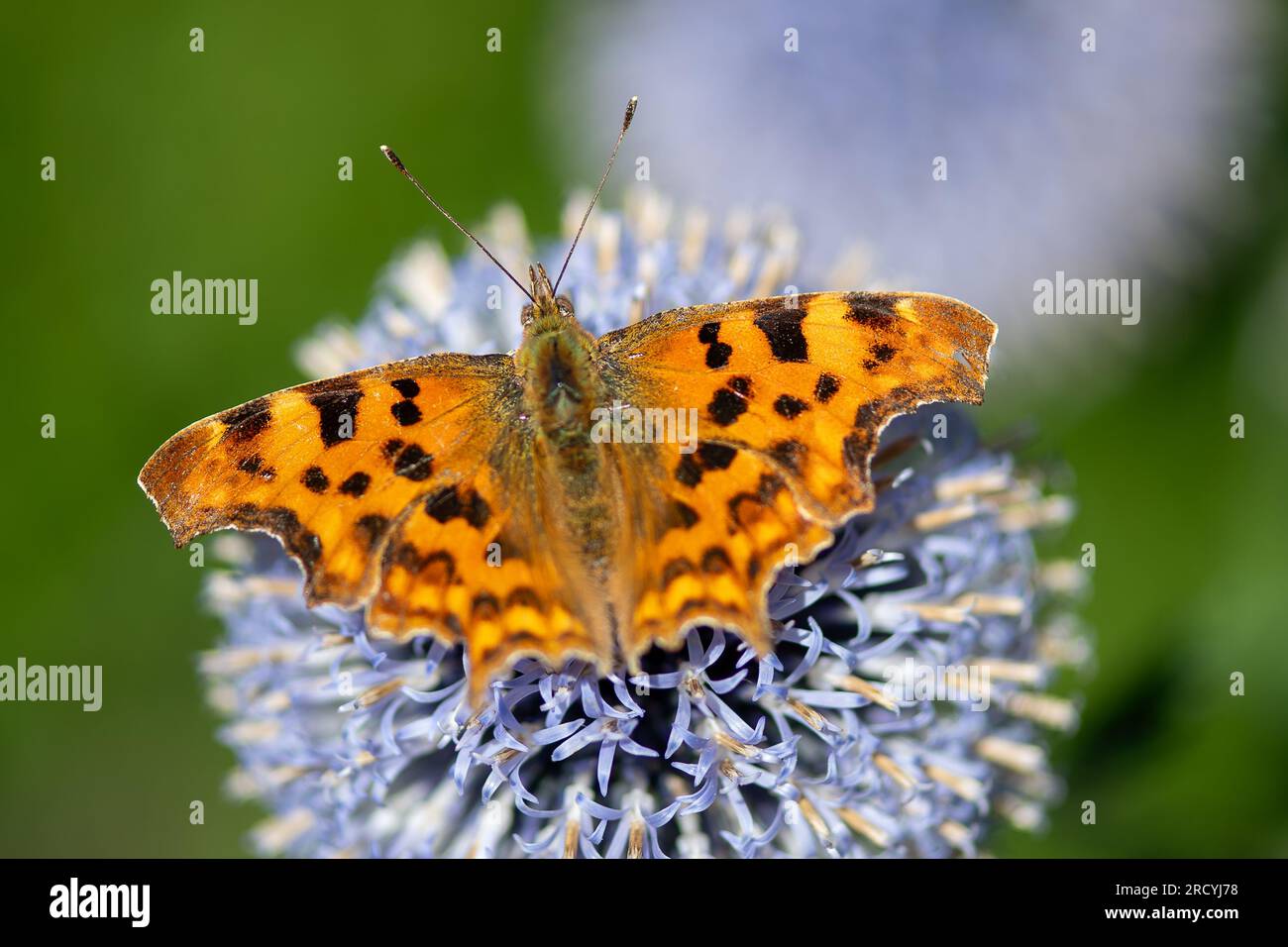 Taplow, Buckinghamshire, Großbritannien. 17. Juli 2023. Ein Polygonia c-Album Comm Butterfly liegt an einer Gartengrenze im Cliveden National Trust Garden. Butterfly Conservation ruft Menschen in ganz Großbritannien auf, an der diesjährigen Big Butterfly Count teilzunehmen, die gestern begann und bis zum 6. August läuft, um Wissenschaftlern zu helfen, die Auswirkungen des Klimawandels auf unsere beliebtesten Schmetterlinge zu verstehen. Die Rekordtemperaturen, Hitzewellen und Dürren im vergangenen Jahr haben dazu geführt, dass einige der Pflanzen, an denen sich Raupen ernähren, verdorben und sterben. Um Wissenschaftlern dabei zu helfen, die anhaltenden Auswirkungen dieses extremen Wetters zu entdecken Stockfoto