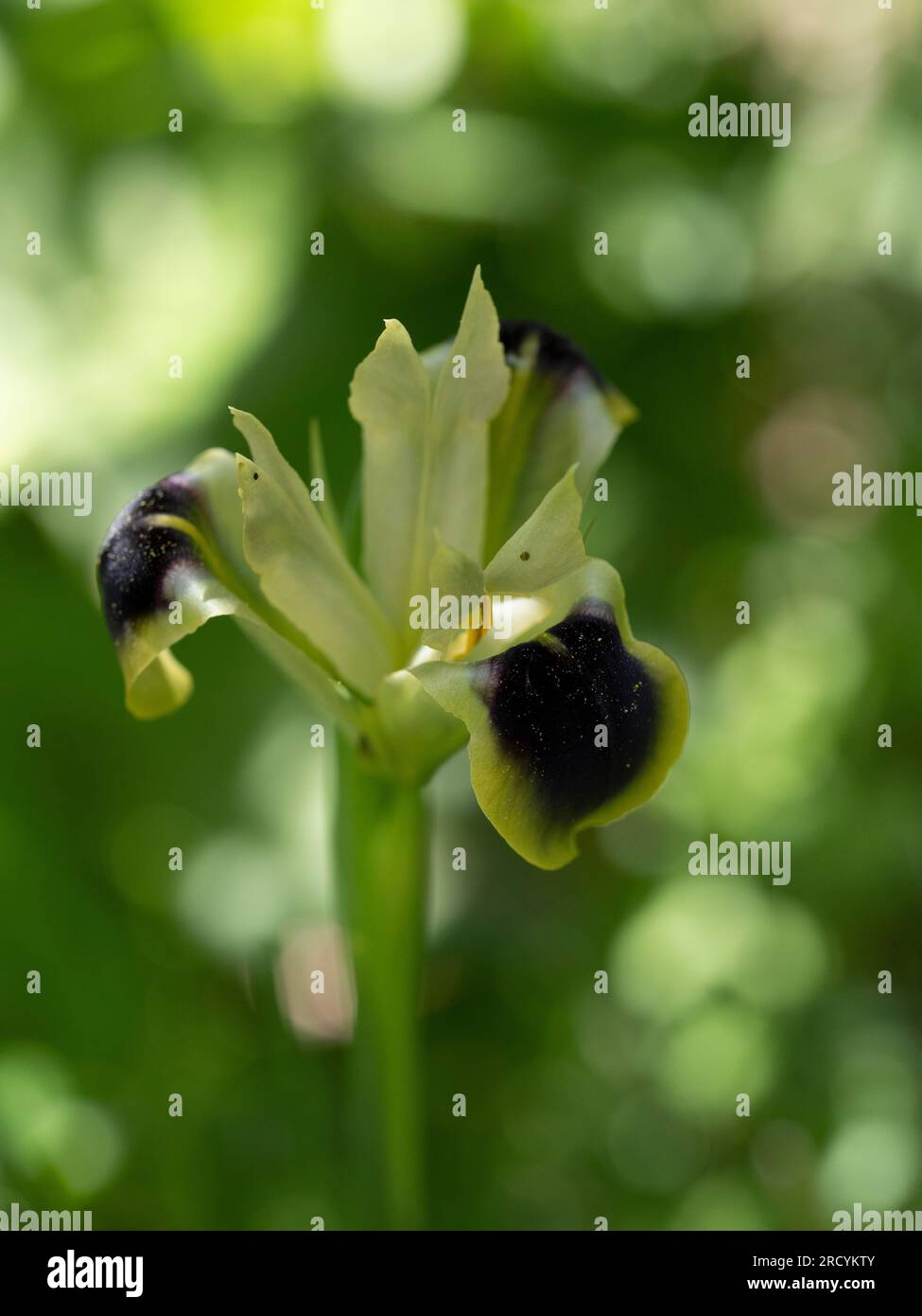 Witwe Iris (Iris tuberosa), Kreta, Griechenland Stockfoto